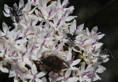 Peritrichia nitidipennis