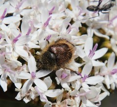 Peritrichia nitidipennis