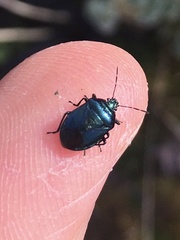 Zicrona caerulea