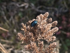 Zicrona caerulea