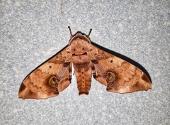 Daphnusa ocellaris