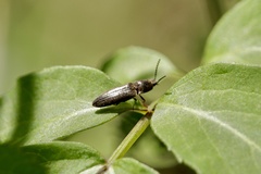 Gambrinus griseus
