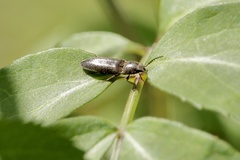 Gambrinus griseus