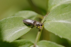 Gambrinus griseus