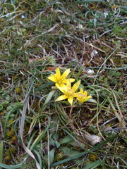 Gagea granatellii