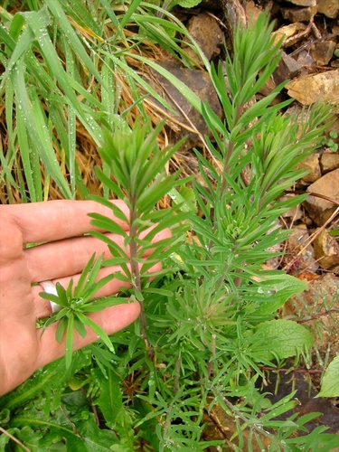 Purple Toadflax