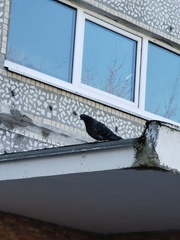 Columba livia domestica