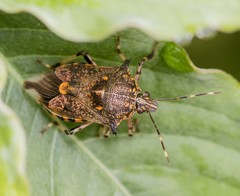 Eocanthecona furcellata