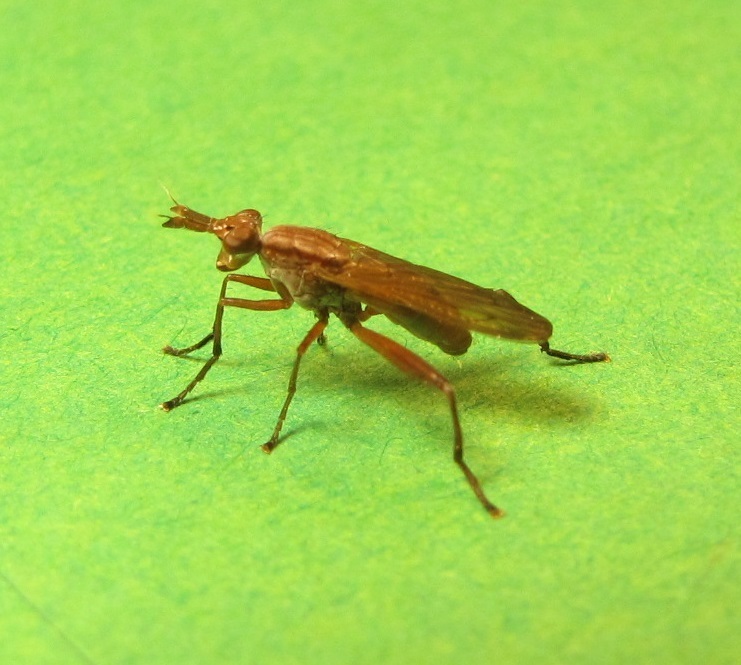 Sepedon fuscipennis