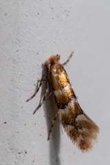 Phyllonorycter emberizaepenella