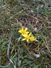 Gagea granatellii