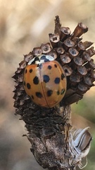 Harmonia axyridis