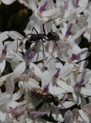Camponotus angusticeps