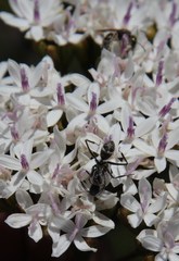 Camponotus angusticeps