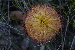 Banksia sphaerocarpa