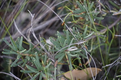Banksia sphaerocarpa