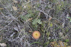 Banksia sphaerocarpa