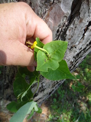 Lonicera hirsuta