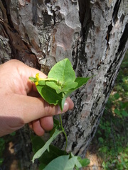 Lonicera hirsuta