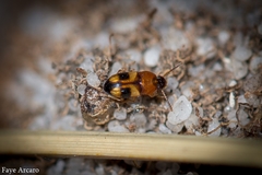 Poecilocrypticus formicophilus