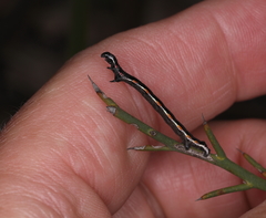 Chlenias stenosticha