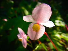 Begonia grandis