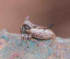 Oxyrhachis