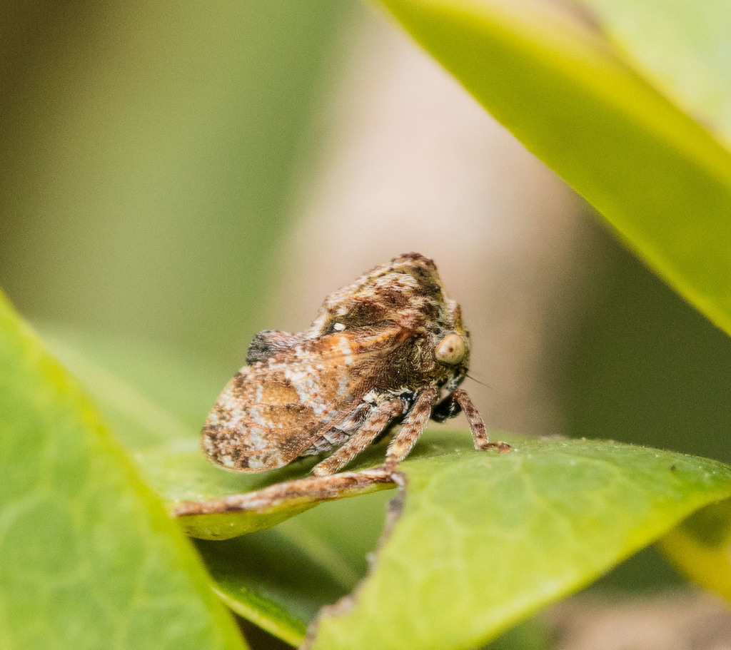 Eucoccosterphus