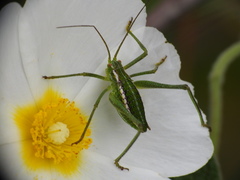 Odontura glabricauda