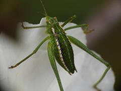 Odontura glabricauda