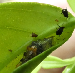 Ocyptamus gastrostactus