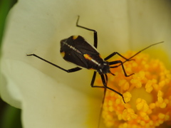 Capsodes sulcatus