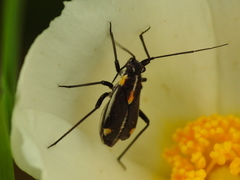 Capsodes sulcatus