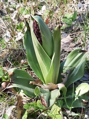 Orchis purpurea