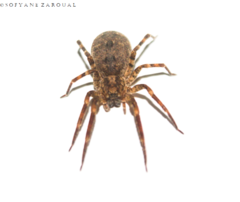 Zoropsis