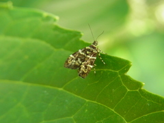 Choreutis japonica