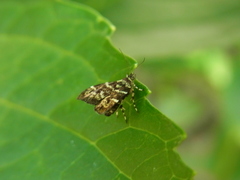 Choreutis japonica