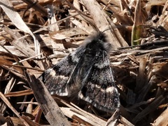 Leucobrephos brephoides