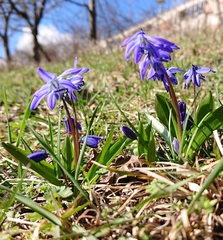 Scilla siberica