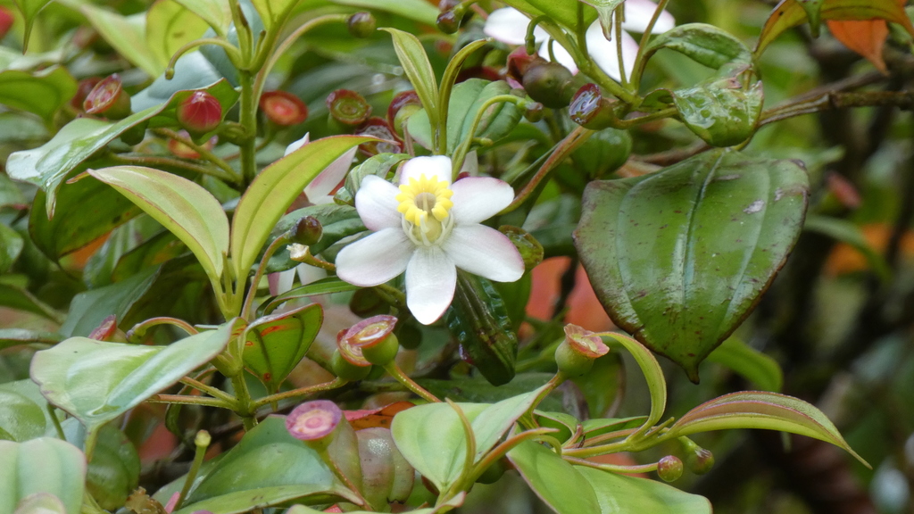 Blakea pauciflora