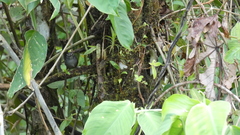 Henicorhina leucophrys image
