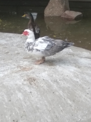 Cairina moschata domestica