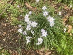 Ipheion uniflorum