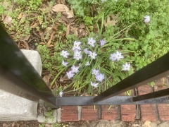Ipheion uniflorum
