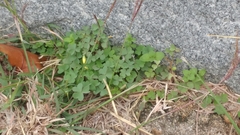 Oxalis dillenii