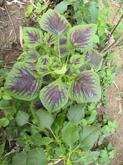 Amaranthus tricolor