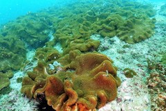 Lobophytum hsiehi