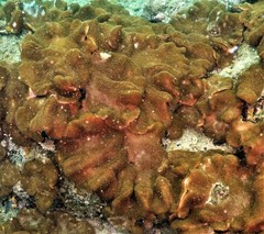 Lobophytum hsiehi