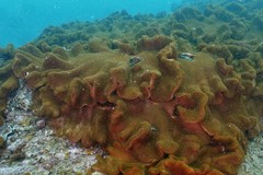 Lobophytum hsiehi