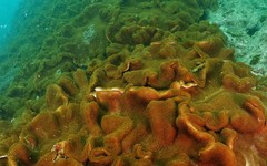 Lobophytum hsiehi
